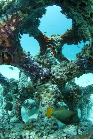 A reef ball with circular openings, blanketed in coral and visited by a triggerfish.