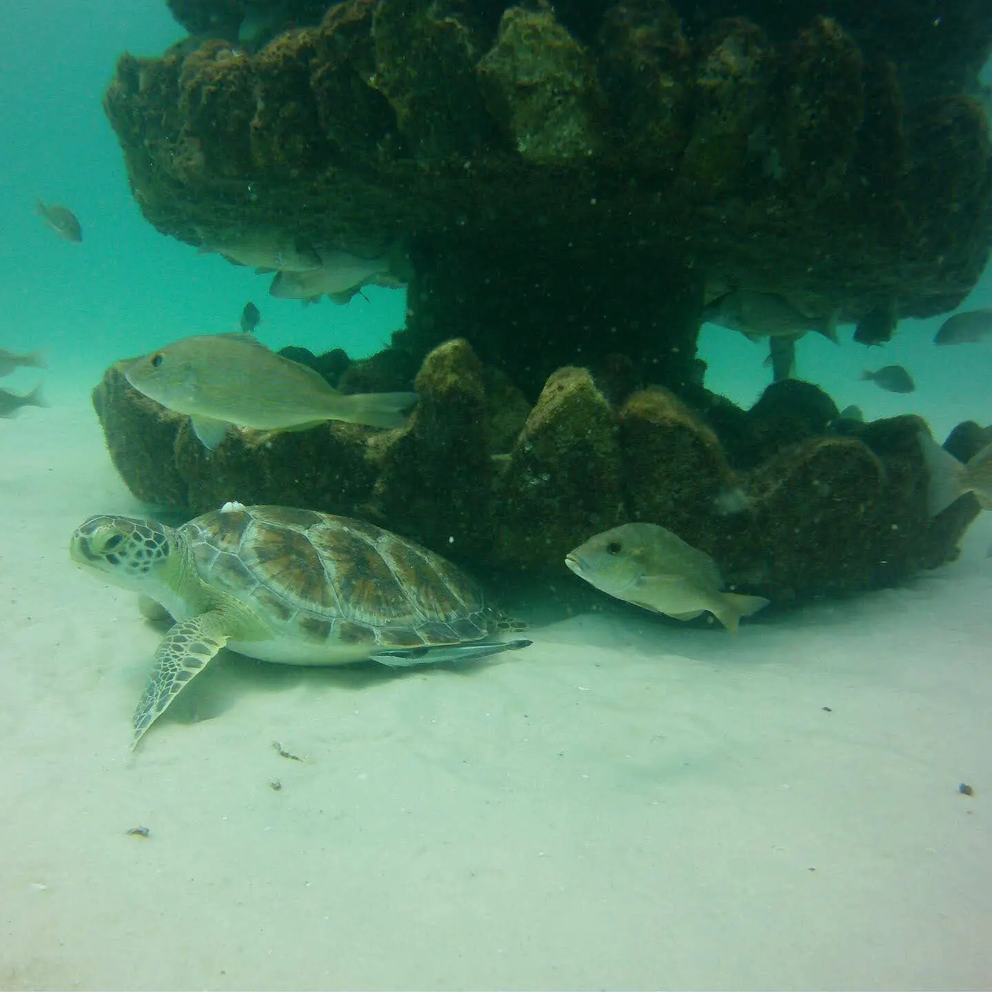 A green sea turtle and snapper glide past a moss-covered memorial reef on the sandy seafloor.