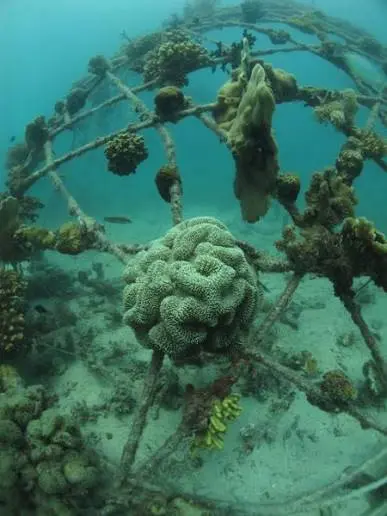 A domed reef frame supporting thriving coral colonies, including a large brain coral, in shallow water.